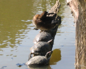 av_230