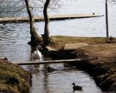 bled73