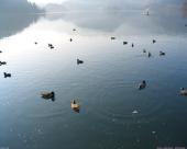bled18