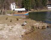bled35