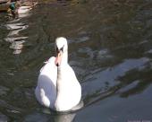 bled82