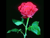 pd_185