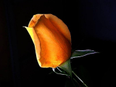 pd_193