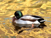 pd_205