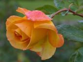 pd_283