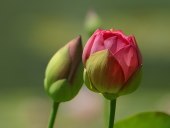 pd_286