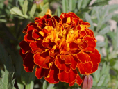 pd_356