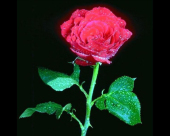 pd_185