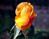 pd_191
