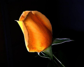 pd_193