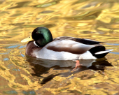 pd_205