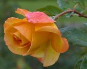 pd_283