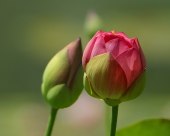 pd_286
