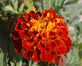 pd_356