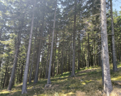 Kope_okolica_18