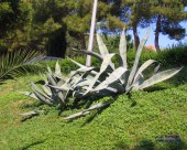 medena_253