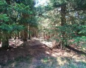 Rogla_okolica_34