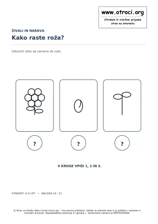Kako raste roža?