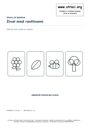 Žival med rastlinami
