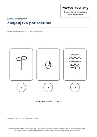 Življenjska pot rastline
